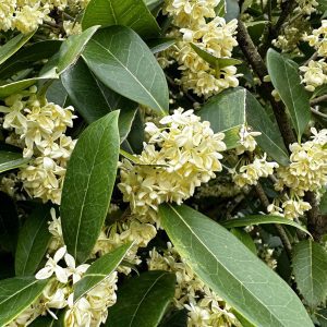 Osmanthus fragrans