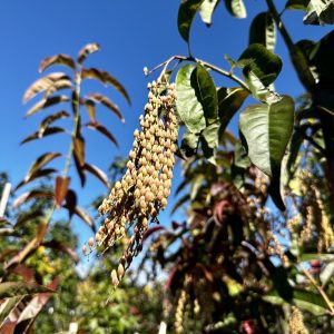 Oxydendrum arboreum