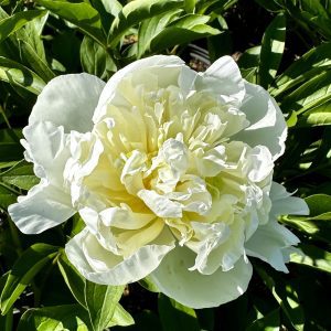 Paeonia lactiflora 'Duchess de Nemours'