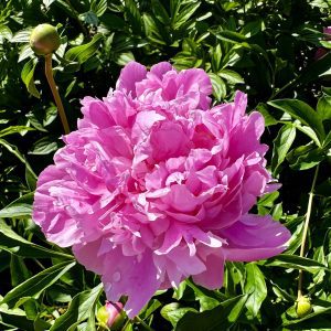 Paeonia lactiflora 'Mon. Jules Elie'