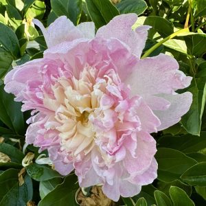 Paeonia lactiflora 'Raspberry Sundae'