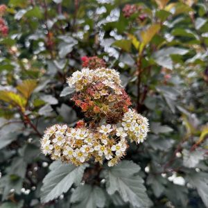Physocarpus opulifolius 'Monlo'