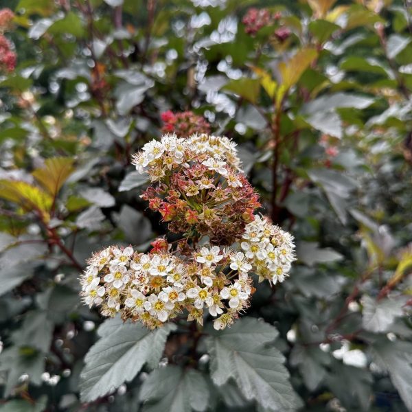 Physocarpus opulifolius 'Monlo'