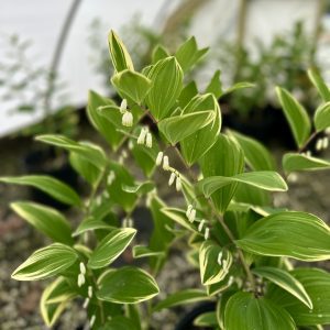 Polygonatum odoratum 'Variegatum'