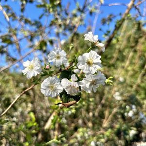 Prunus subhirtella 'Autumnalis-Rosea'