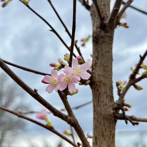 Prunus incamp 'Okame'
