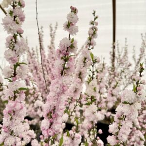 Prunus glandulosa 'Rosea Plena'