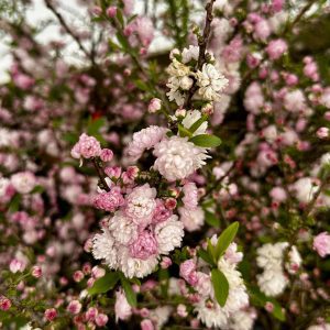 Prunus glandulosa 'Rosea Plena'