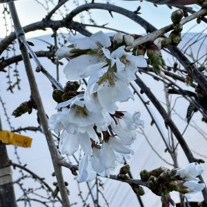 Prunus x 'Snofozam' Snow Fountain®