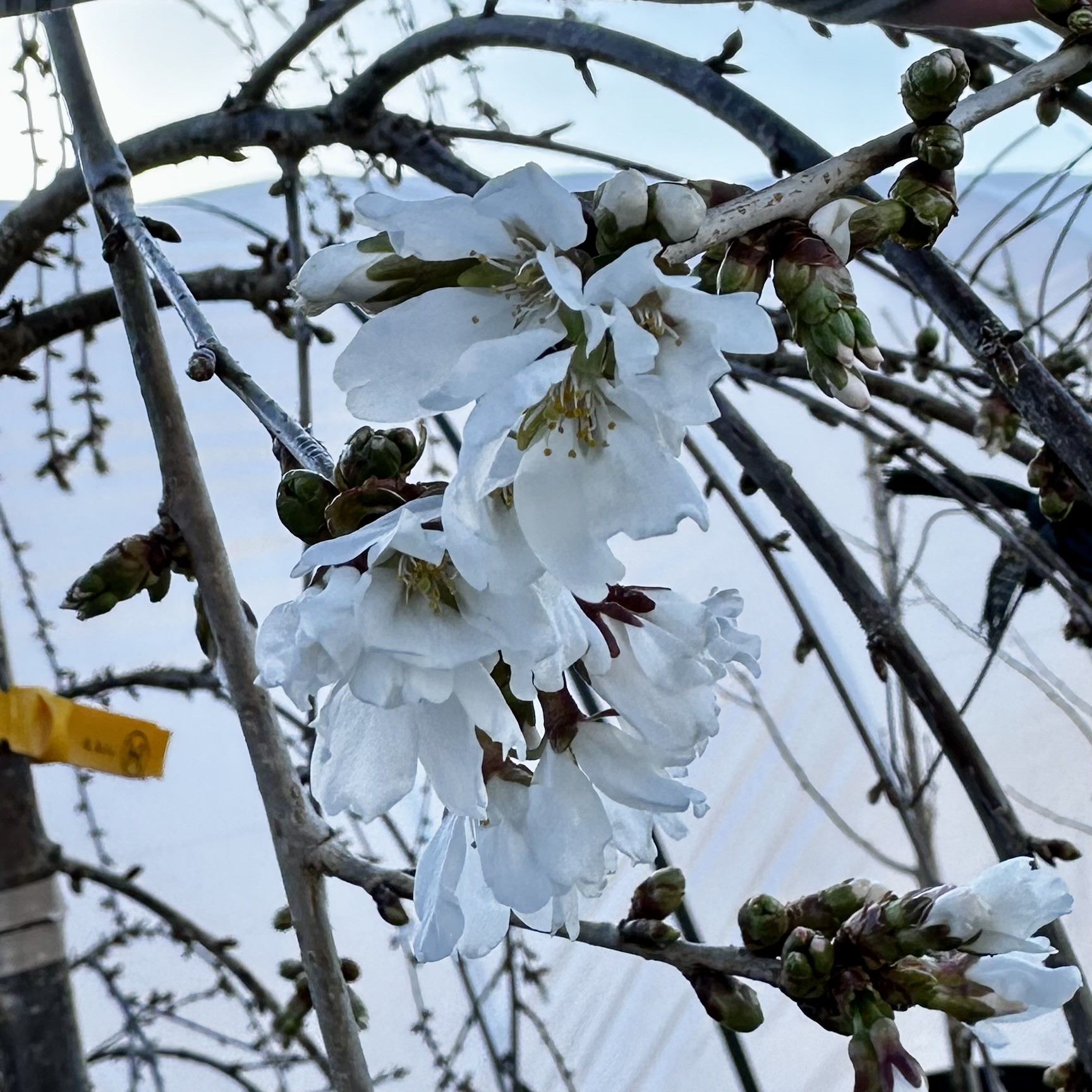 Prunus x 'Snofozam' Snow Fountain®