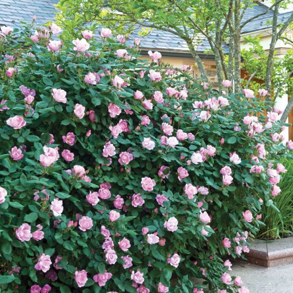 Rosa Blushing Knockout
