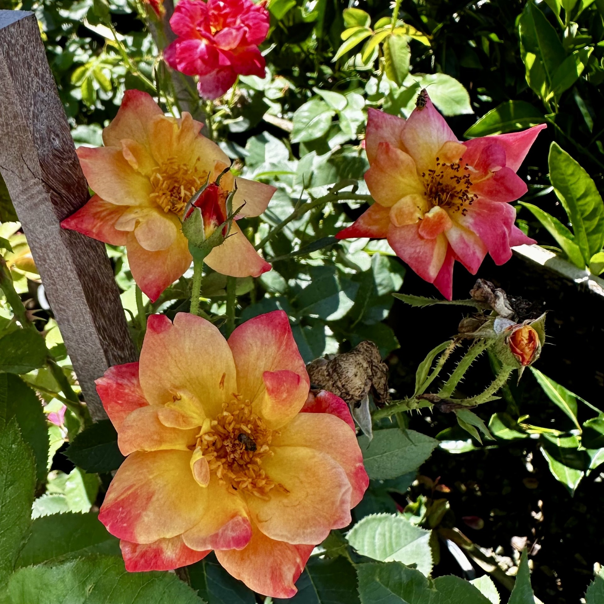 Rosa 'Joseph's Coat'