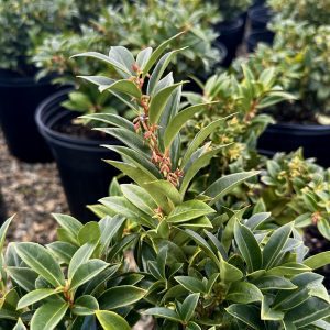 Sarcococca humilis 'Fragrant Mountain'