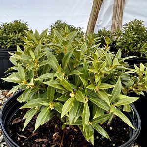 Sarcococca humilis 'Fragrant Valley'