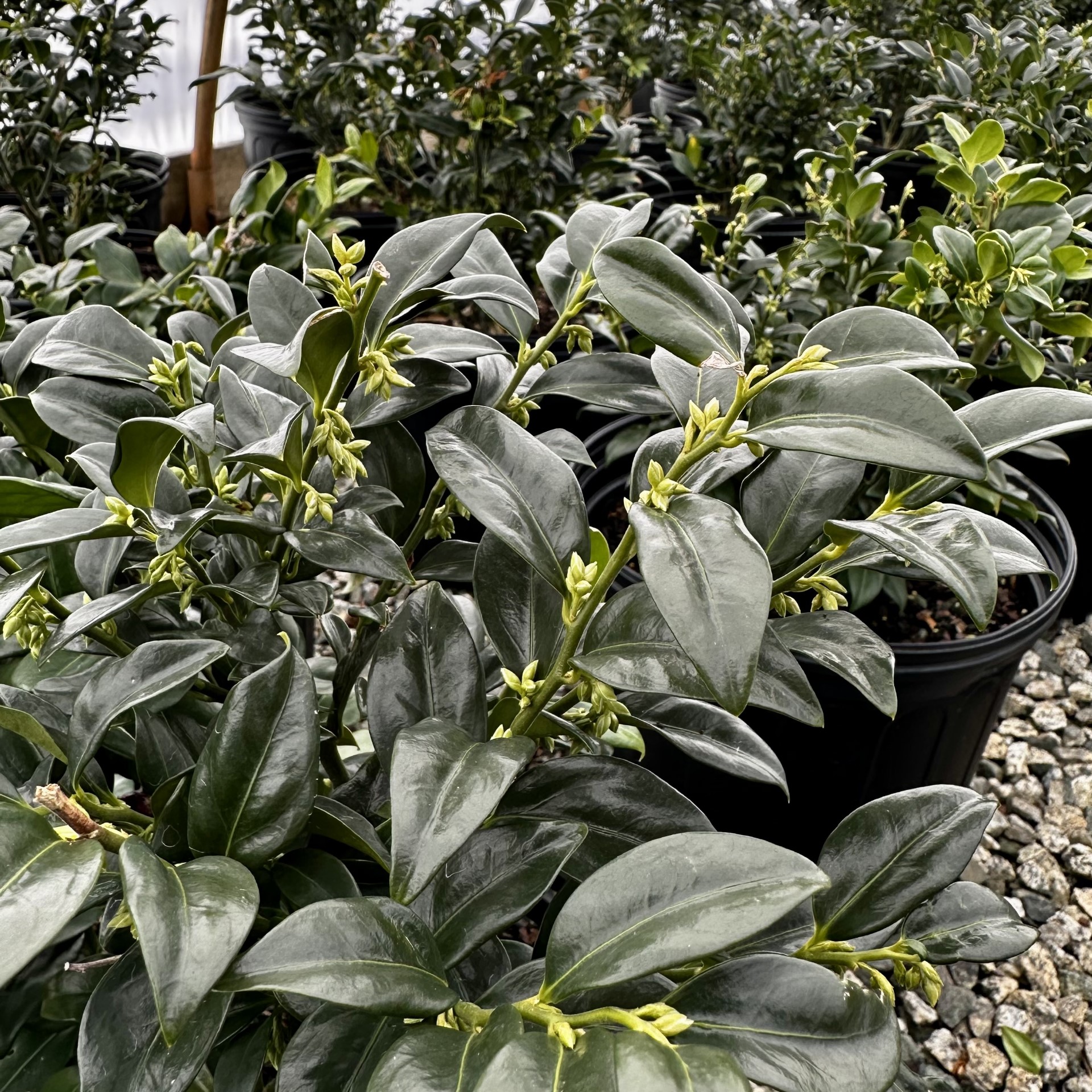 Sarcococca ruscifolia