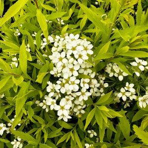 Spiraea thunbergii 'Ogon'