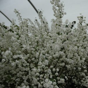 Spirea prunifolia