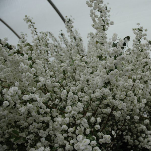 Spirea prunifolia