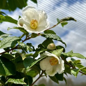 Stewartia pseudocamellia