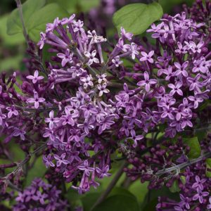 Syringa x 'SMSJBP7' Bloomerang® Dark Purple PP26549