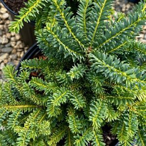 Taxus cuspidata 'Monloo' Emerald Spreader®