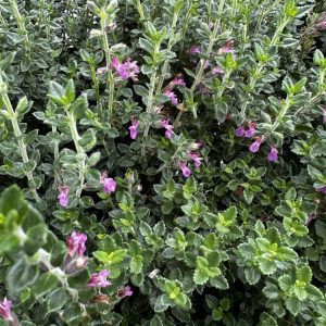 Teucrium chamaedrys