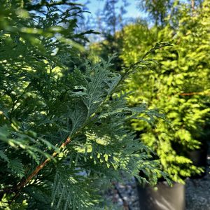 Thuja x 'Green Giant'