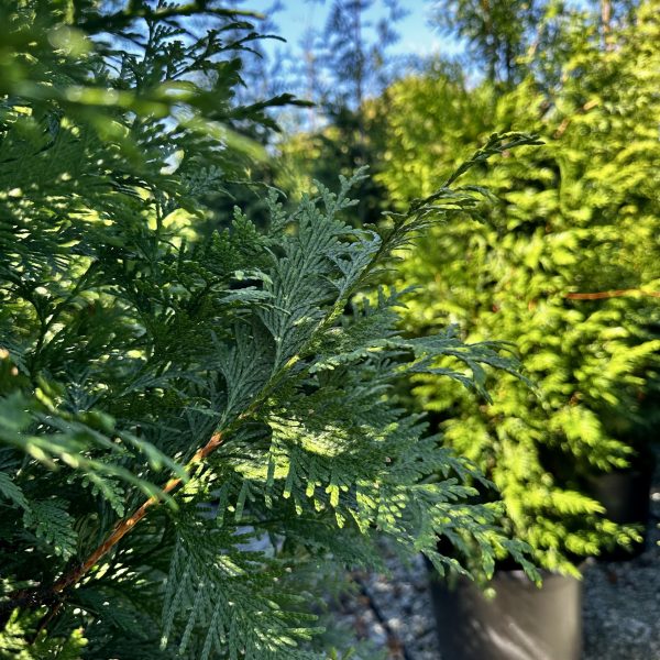 Thuja x 'Green Giant'
