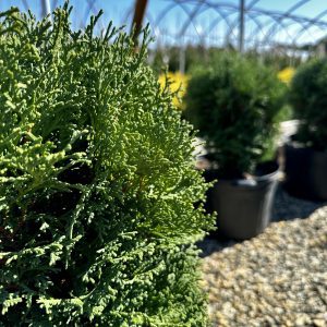Thuja occidentalis 'Hetz Midget'