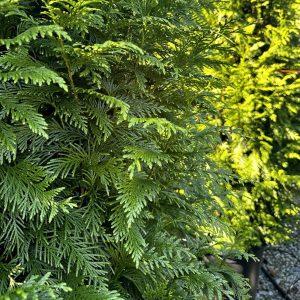 Thuja x 'Steeplechase'