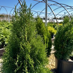 Thuja occidentalis 'Smaragd'