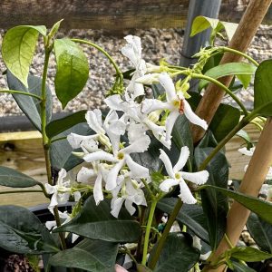 Trachelospermum jasminoides 'Madison'