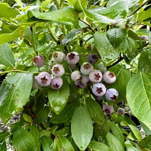 Vaccinium ashei 'Ochlockonee' PP17300