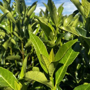 Viburnum Chindo
