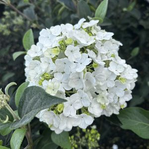 Viburnum macrocephalum 'Sterile'