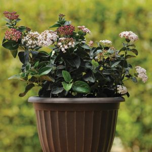Viburnum Shades of Pink