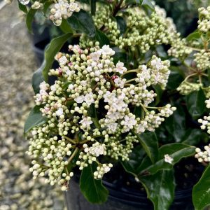 Viburnum tinus 'Spring Bouquet'