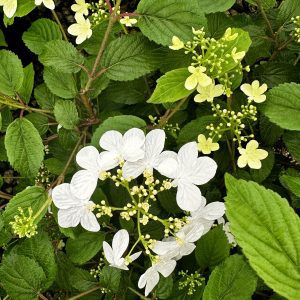 Viburnum plicatum var. tomentosum 'Summer Snowflake'