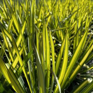 Yucca Golden Sword