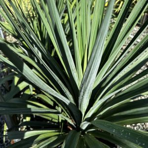 Yucca Pendula