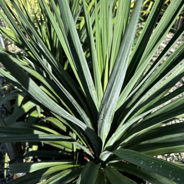Yucca Pendula