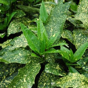 Aucuba japonica 'Variegata'