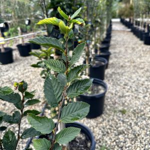 Carpinus betulus 'Fastigiata'