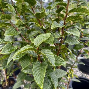 Carpinus betulus 'Franz Fontaine'