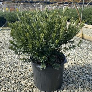 Cephalotaxus harringtonia 'Duke Gardens'