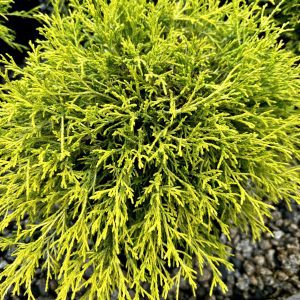 Chamaecyparis pisifera filifera 'Gold Mops'