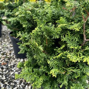 Chamaecyparis obtusa 'Gracilis'