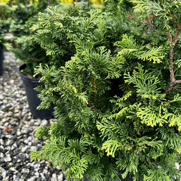 Chamaecyparis obtusa 'Gracilis'