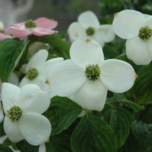 Cornus x 'Rutgan' Stellar Pink®