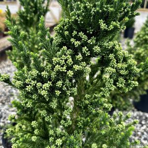 Cryptomeria japonica 'Black Dragon'